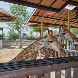 Zoo Ayutthaya