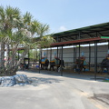 2023-03-28 - Sriayuthaya Lion Park 104