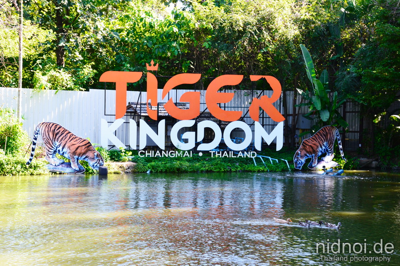 2019-11-01 - Tiger Kingdom 2019 33.jpg