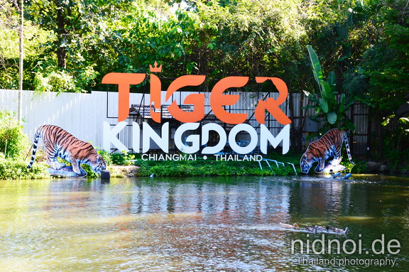 2019-11-01 - Tiger Kingdom 2019 33