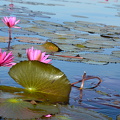 Red Lotus Lake Kumphawapi
