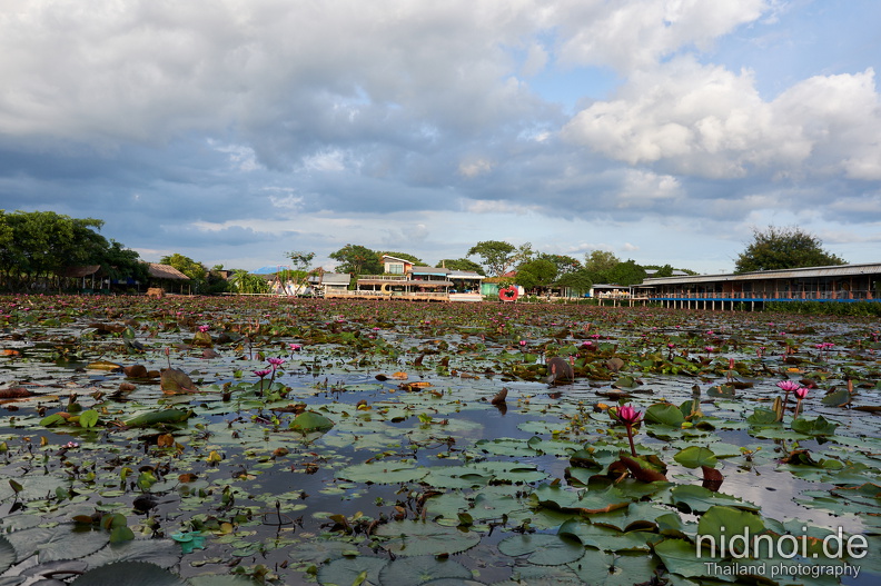 2024-05-29 - Thung Nong Bua Daeng 050