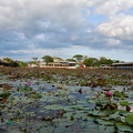 2024-05-29 - Thung Nong Bua Daeng 050