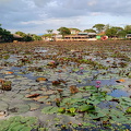 2024-05-29 - Thung Nong Bua Daeng 051