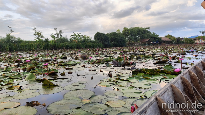 2024-05-29 - Thung Nong Bua Daeng 136