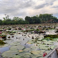 2024-05-29 - Thung Nong Bua Daeng 136