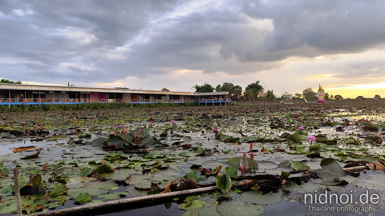2024-05-29 - Thung Nong Bua Daeng 147