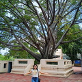 Wat Phra Pathom Cedi 116
