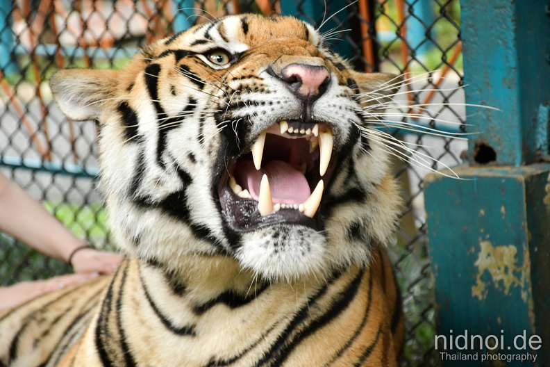 young tiger show teeth