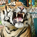 young tiger show teeth