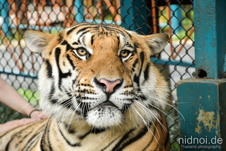 young tiger