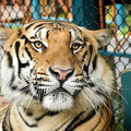young tiger