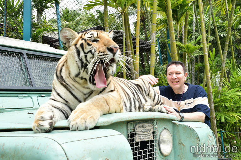 yawning young tiger