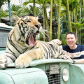 yawning young tiger