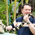 play with tail of tiger