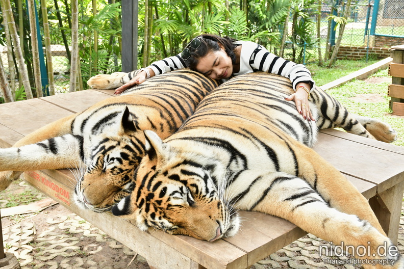 two young tigers