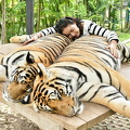 two young tigers