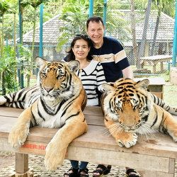Tiger Kingdom