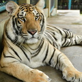 young tiger