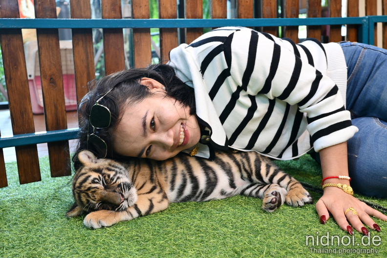 newborn tiger