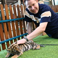 newborn tiger