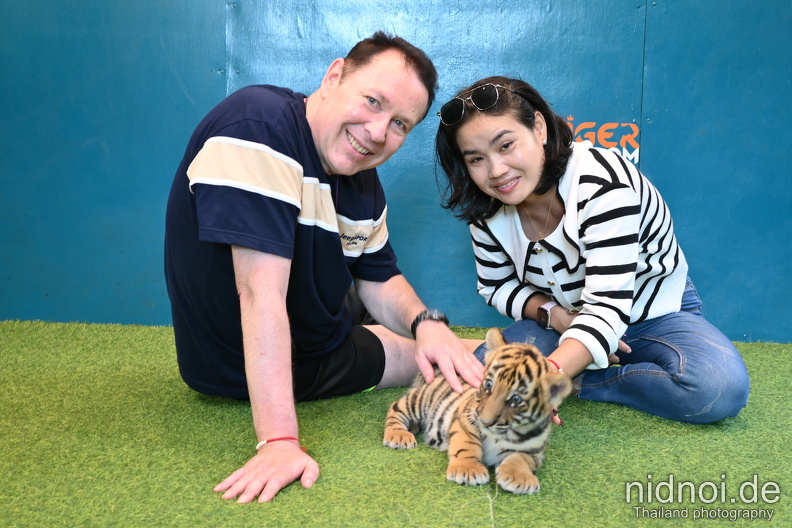 newborn tiger