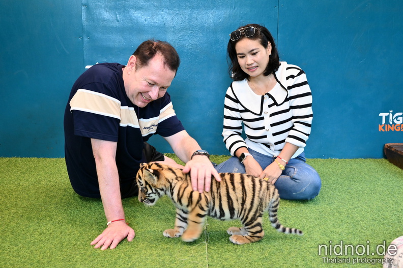 newborn tiger
