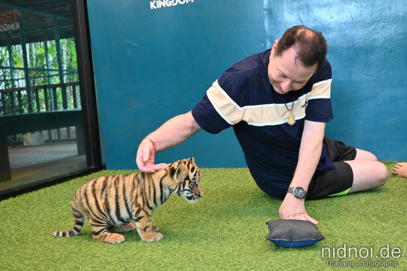 newborn tiger