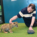 newborn tiger