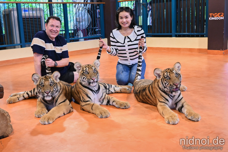 Tiger Kingdom Chiang Mai three small tigers