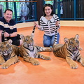 Tiger Kingdom Chiang Mai three small tigers